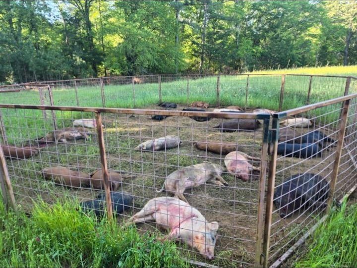 A sounder of wild hogs caught inside a modular trap corral